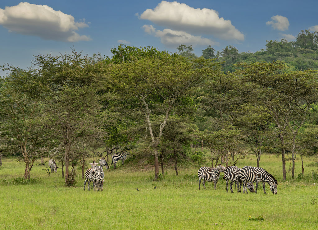 Burchells zebras (Equus quagga burchellii), Lake Mburo National Park, Uganda