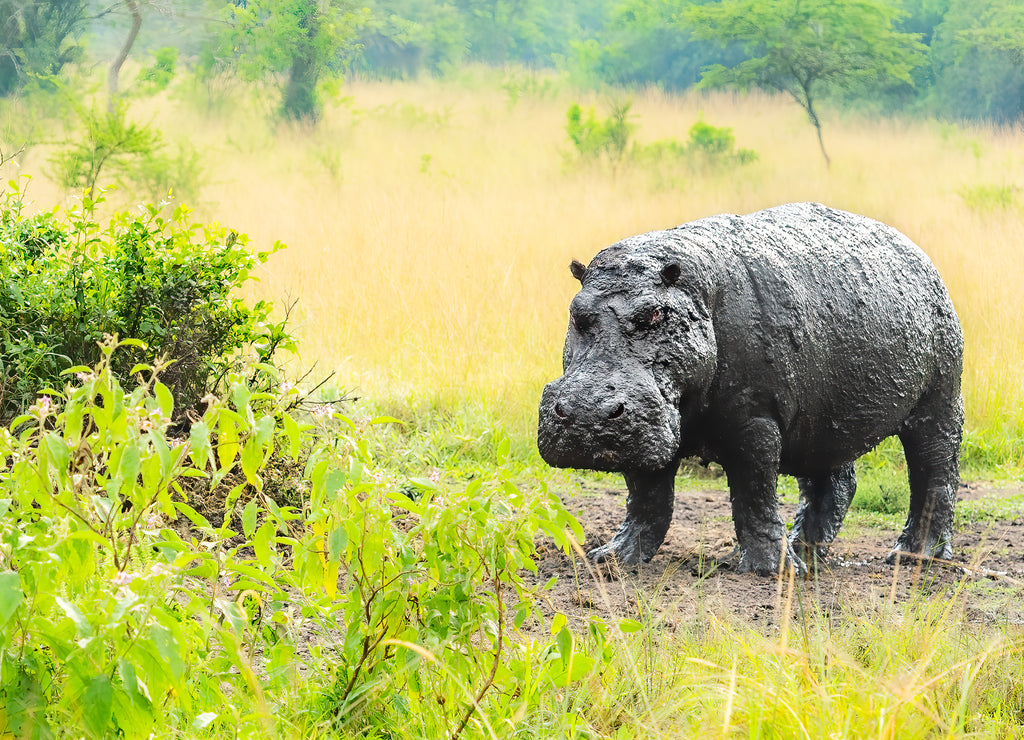 Muddy old hippo (Hippopotamus amphibius) standing out of mud, Lake Mburo national park, Uganda