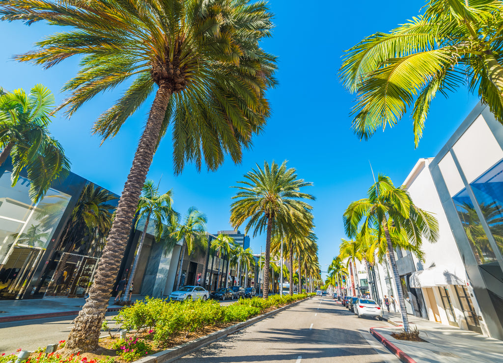 Palm trees in Rodeo Drive, Los Angeles, USA