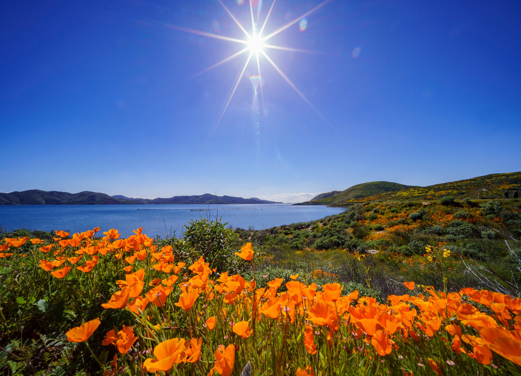 Lots of wild flower blossom at Diamond Valley Lake
