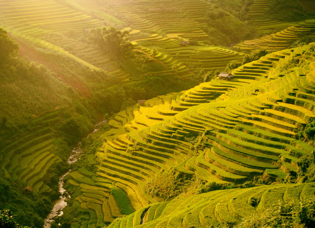 Morning rice terraces in the gorge. Vietnam Rice field terraces on the mountains in Mu Cang Chai Vietnam