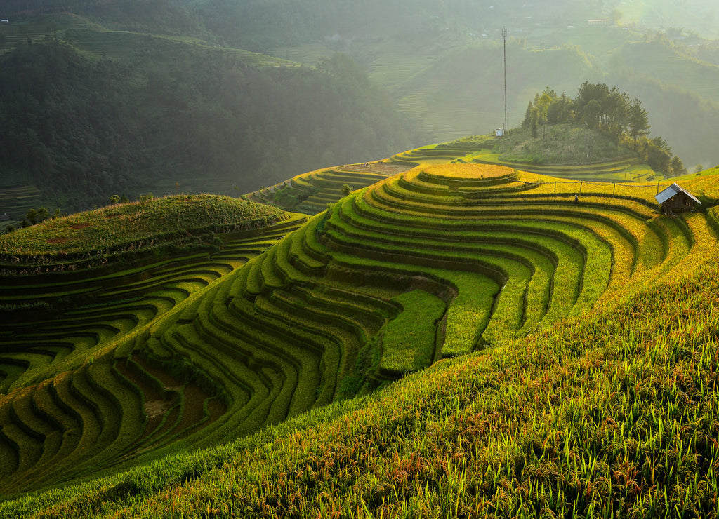 Terrace rice field on during sunset, Vietnam