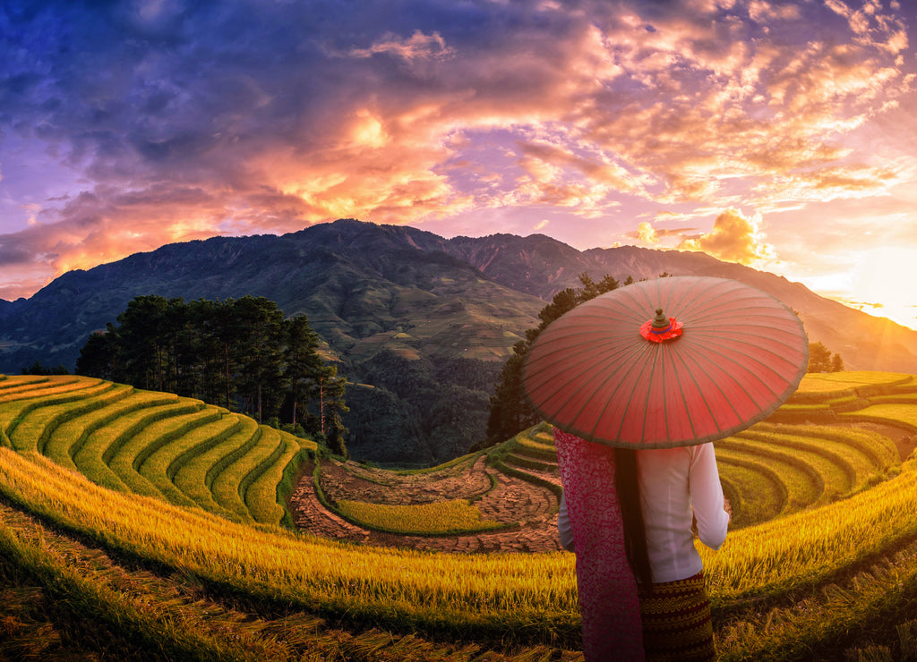 Woman holding traditional red umbrella on Rice fields terraced with pine tree at sunset in Mu Cang Chai, YenBai, Vietnam