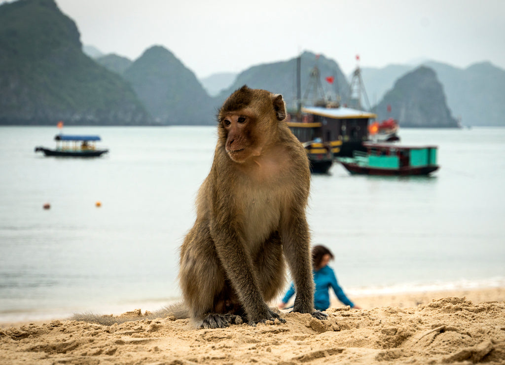 Monkey island beach at Lan Ha Bay, Ha long Bay tour in Cat Ba, Vietnam