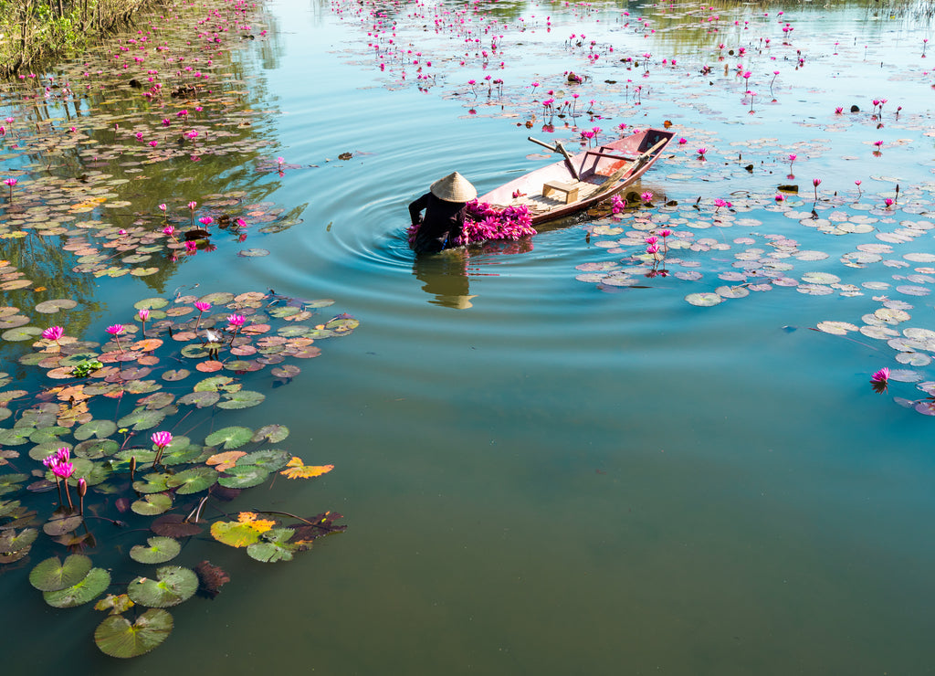 Yen river with rowing boat harvesting waterlily in Ninh Binh, Vietnam
