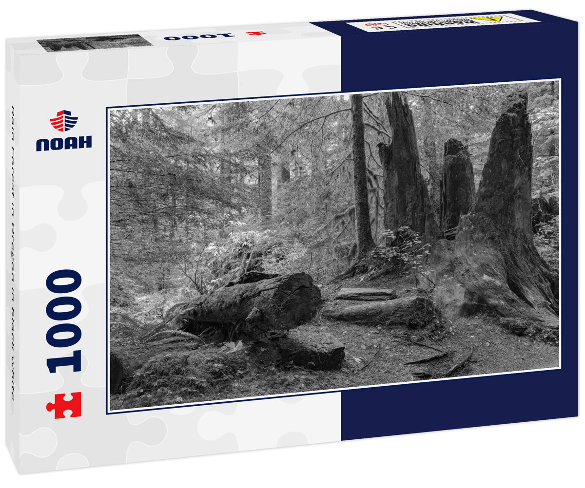 Rain Forest in Oregon in black white