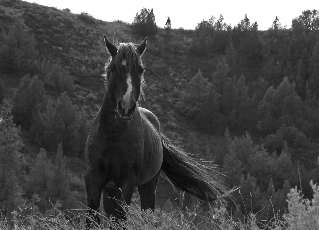 Wild Horse Mustang Bay Stud Stallion in Theodore Roosevelt National Park, North Dakota in black white
