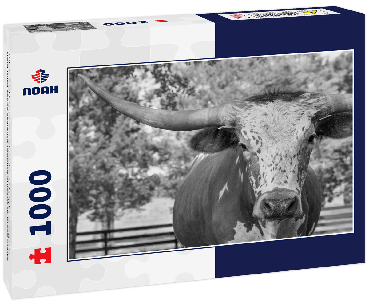 White and brown miniature Texas longhorn in grass field with fence starting looking curious in black white