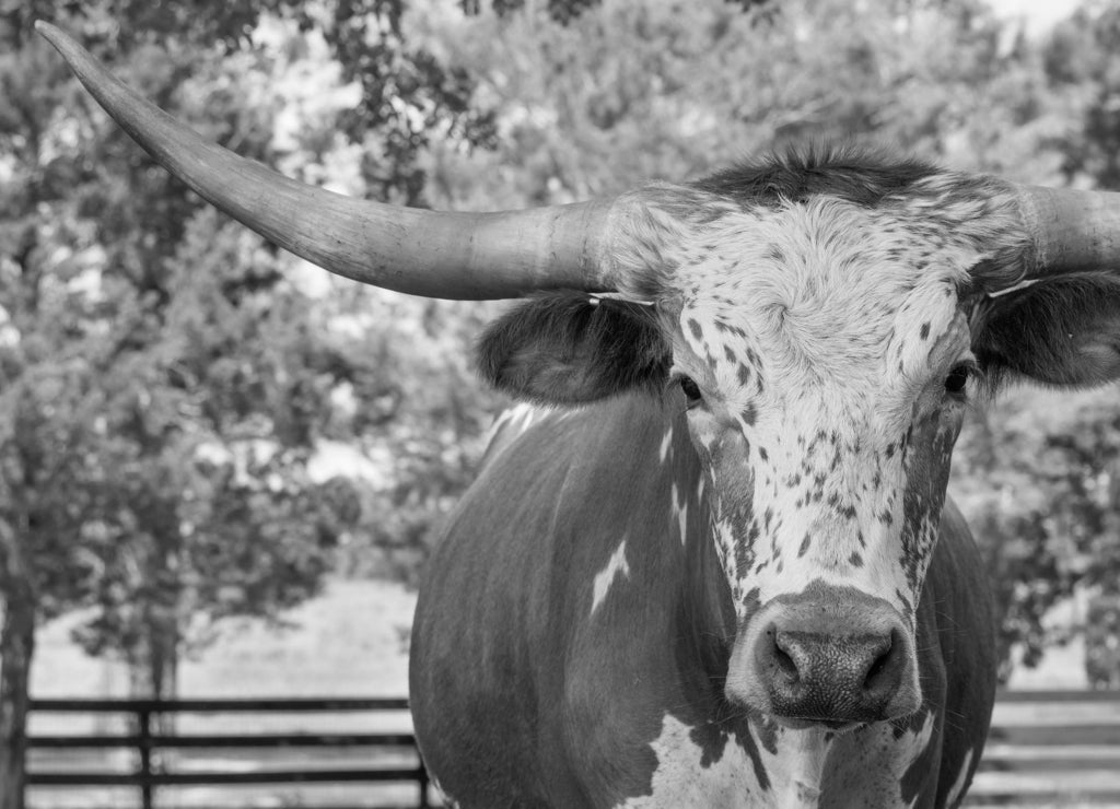White and brown miniature Texas longhorn in grass field with fence starting looking curious in black white