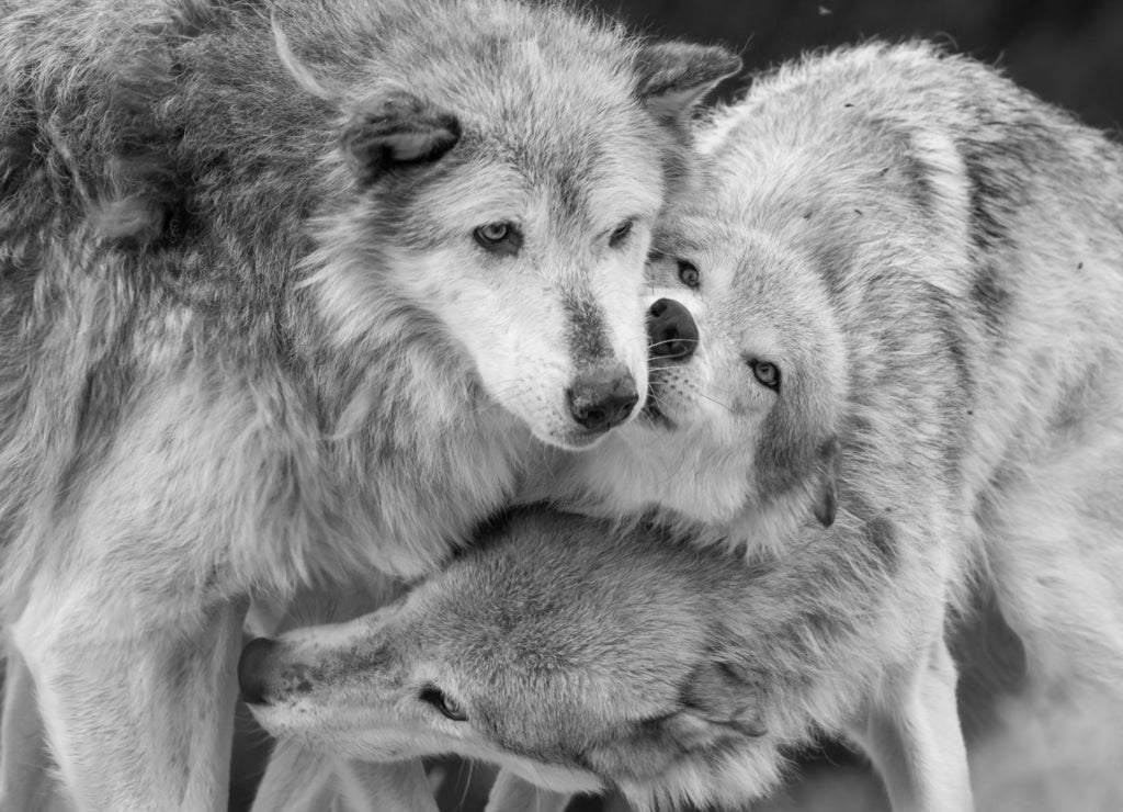 Three wolves cuddling together outside Yellowstone National Park, Wyoming in black white