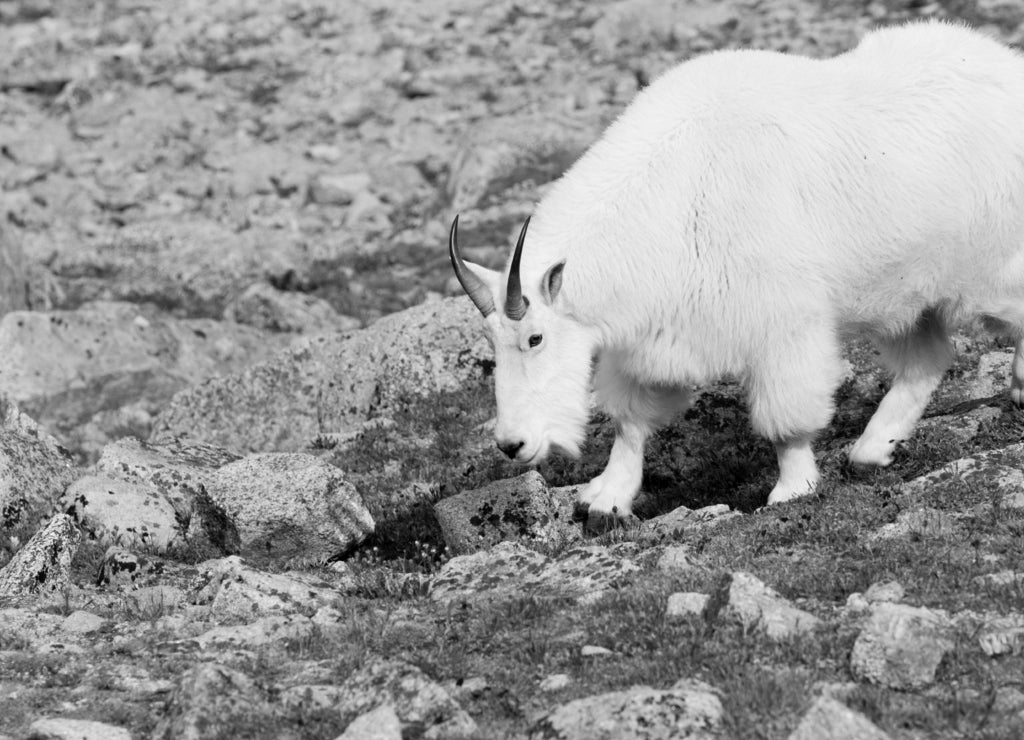 Mountain Goats on Mount Bierstadt in the Arapahoe National Fores, Colorado in black white