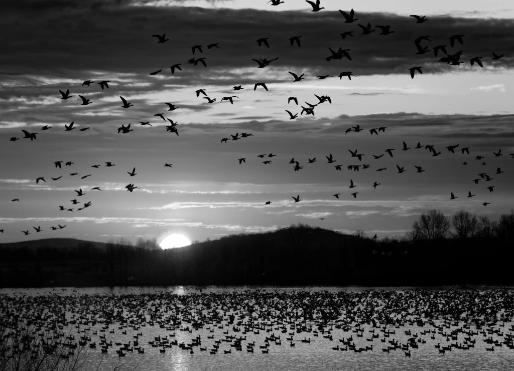 Migrating Snow Geese fly from a lake, Lancaster County, Pennsylvania, USA in black white
