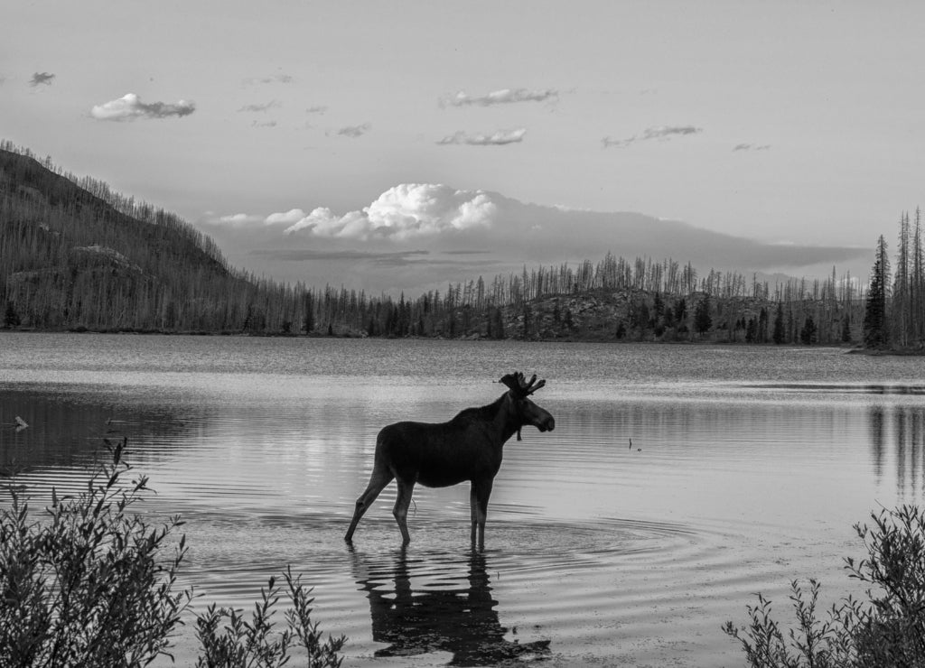 Moose standing in Montana mountain lake at dusk in black white