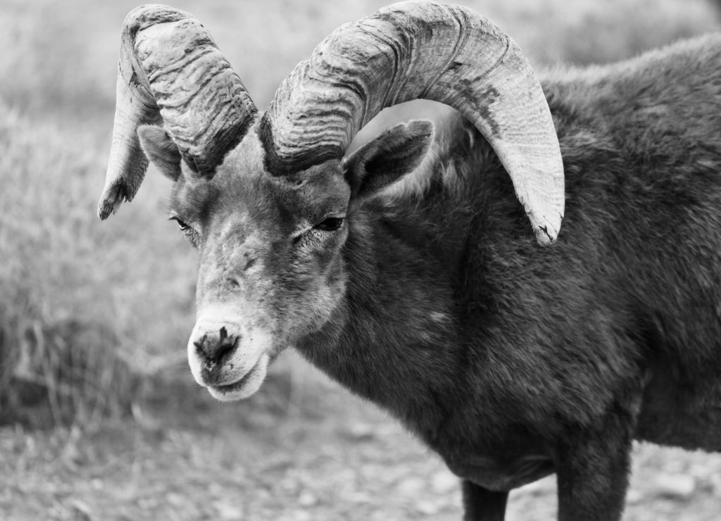 Ram in Zion National Park in Utah in black white