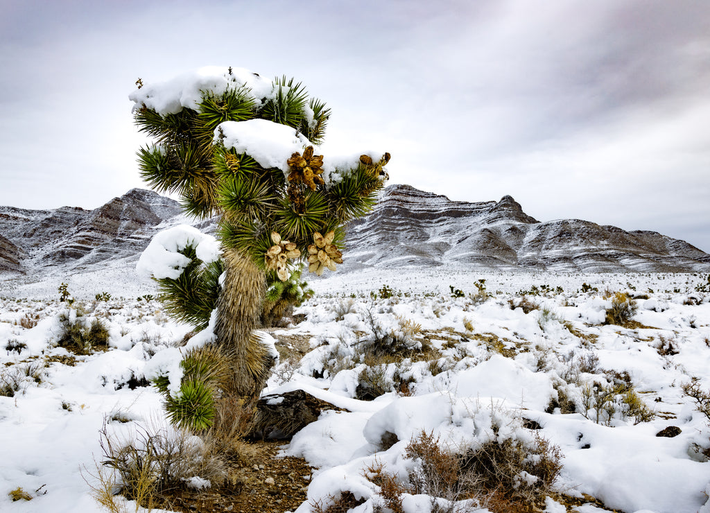 Tikaboo Valley, Nevada
