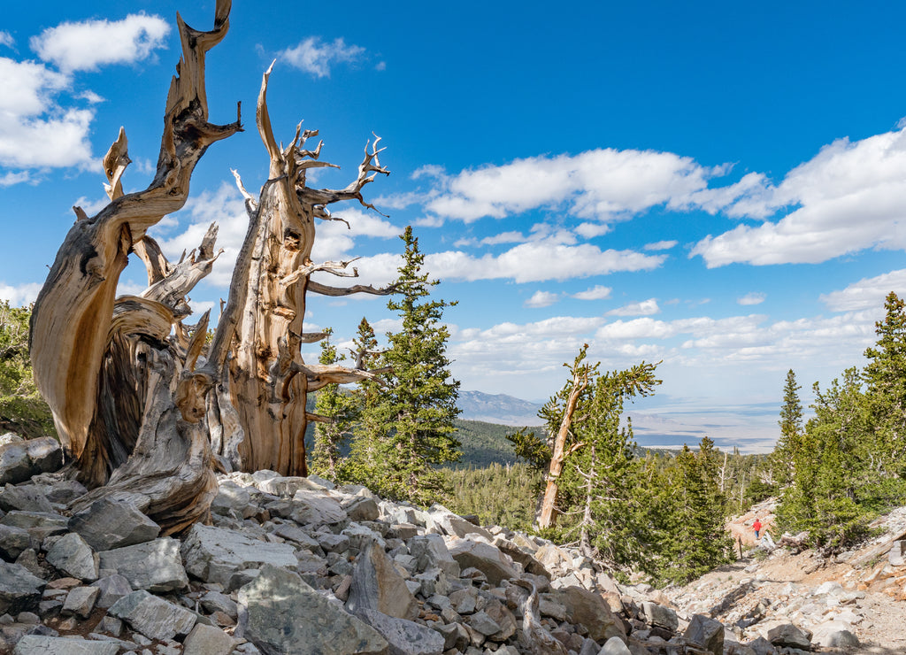 Ancient bristlecone pine forest in Great Basin National Park, Baker, Nevada, USA
