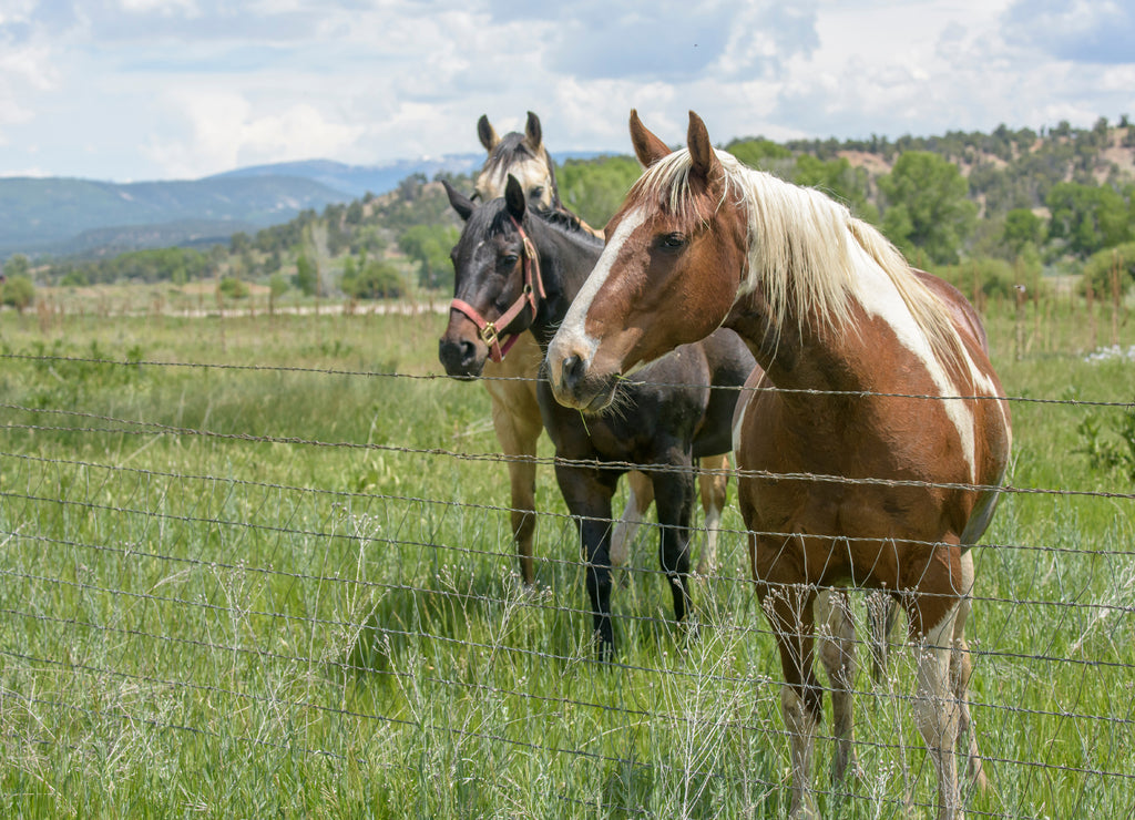Quarter Horses and barbed wire fence in pasture, Durango, Colorado