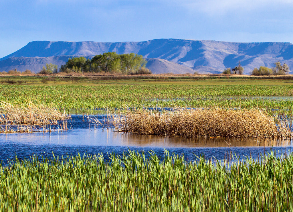 The beautiful marsh in Alamosa National Wildlife Refuge at the edge of the Sangre de Cristo range of the Rocky Mountains in southern Colorado