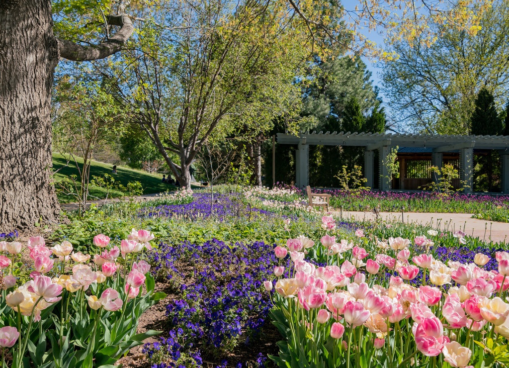 Tulips blossom in the Denver Botanic Gardens, Colorado