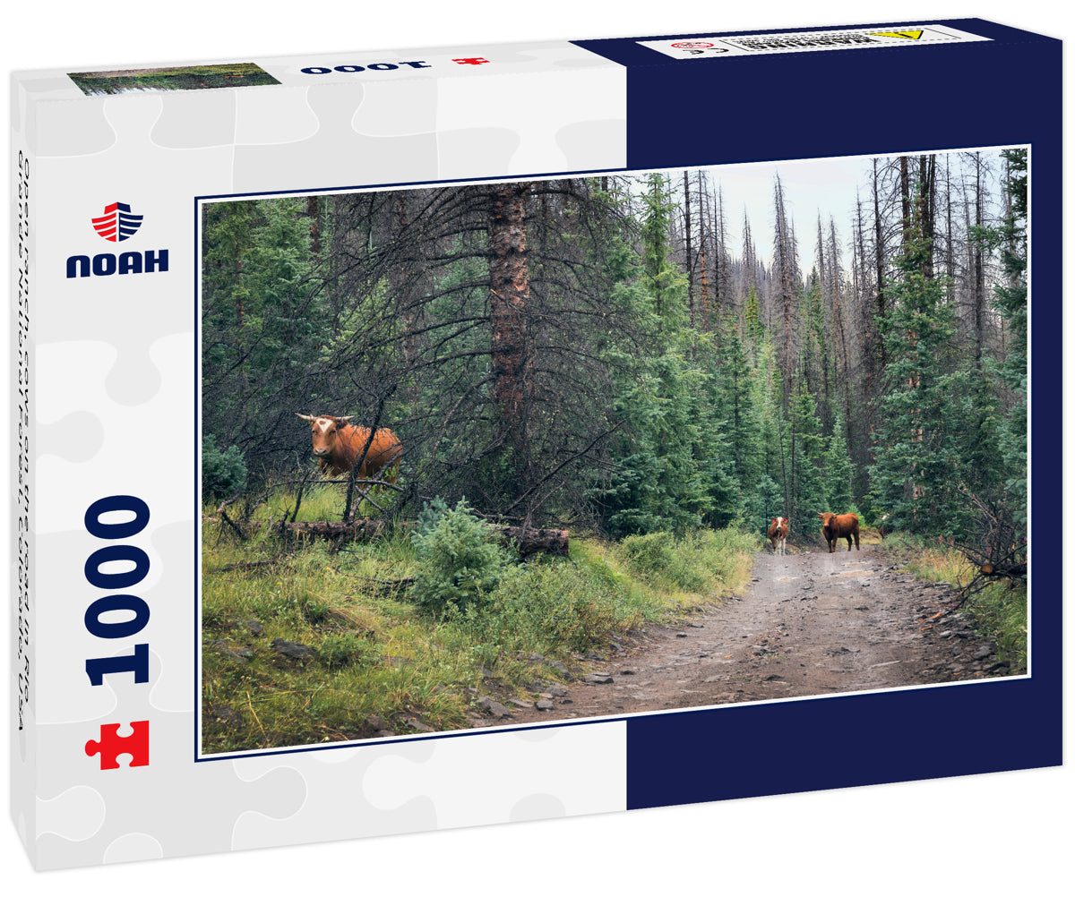 Open ranch, cows on the road in Rio Grande National Forest, Colorado, USA