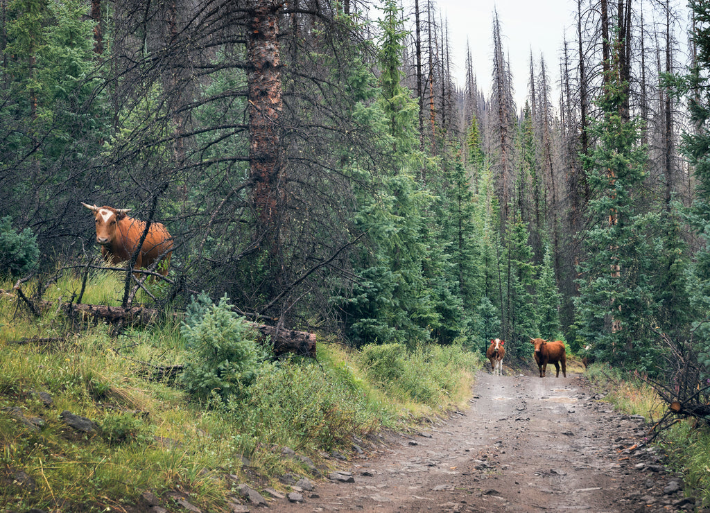 Open ranch, cows on the road in Rio Grande National Forest, Colorado, USA