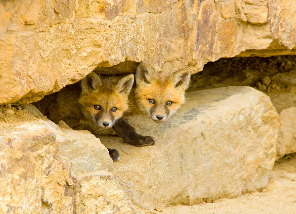USA, Colorado, Breckenridge. Curious red fox kits peer out from rock haven