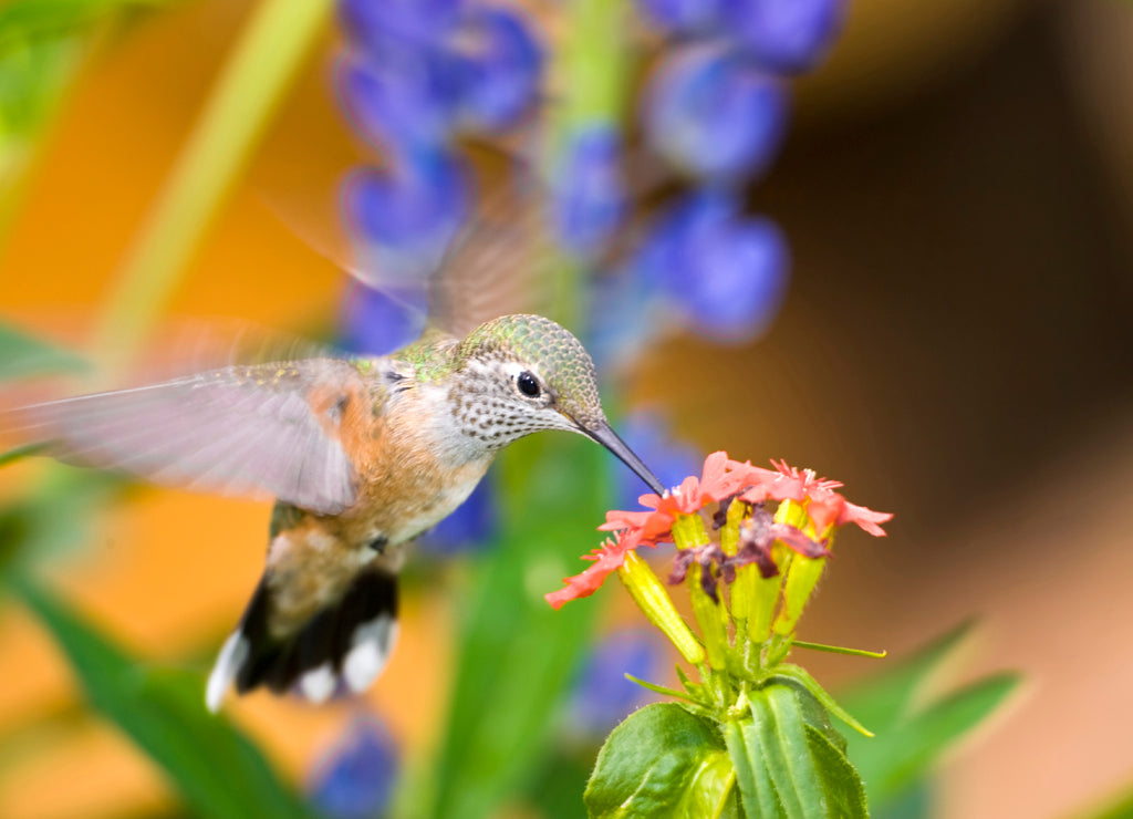 USA, Colorado, Lake County, Leadville. Female rufous hummingbird feeding on flower
