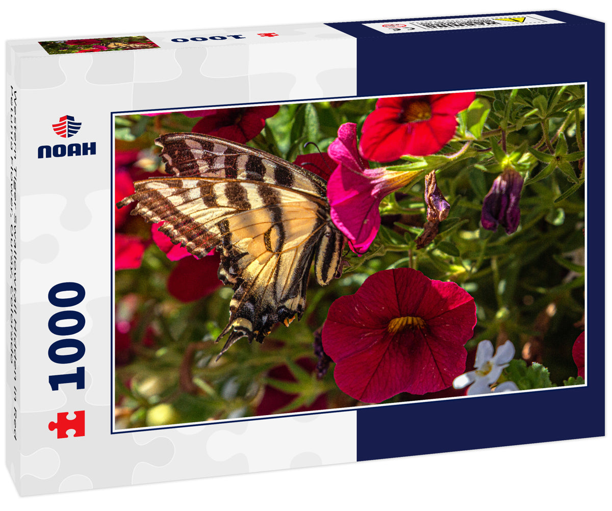 Western Tiger Swallowtail Hidden in Red Petunia Flower, Ouray, Colorado