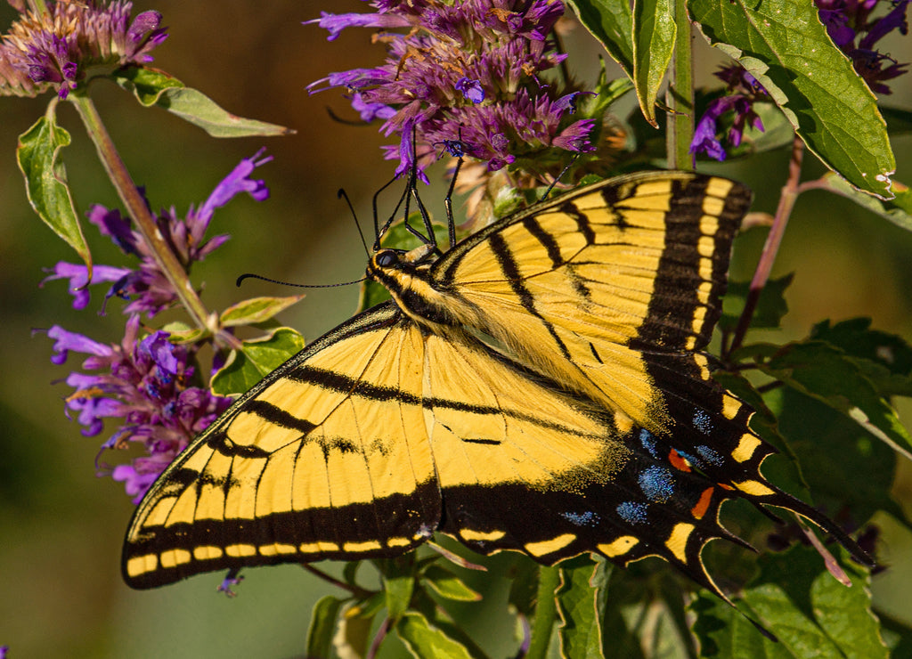 Western Tiger Swallowtail Butterfly Seeking Nectar on Purple Colorado Wildflowers, Montrose Botanic Gardens, Colorado