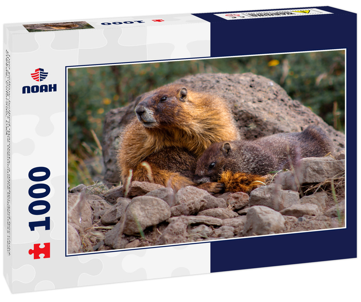 Two yellow-bellied marmots, a mother and her child, play among rocks in the Weminuche Wilderness near Creede, Colorado, USA