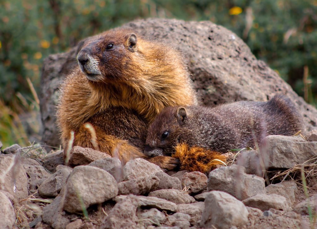 Two yellow-bellied marmots, a mother and her child, play among rocks in the Weminuche Wilderness near Creede, Colorado, USA
