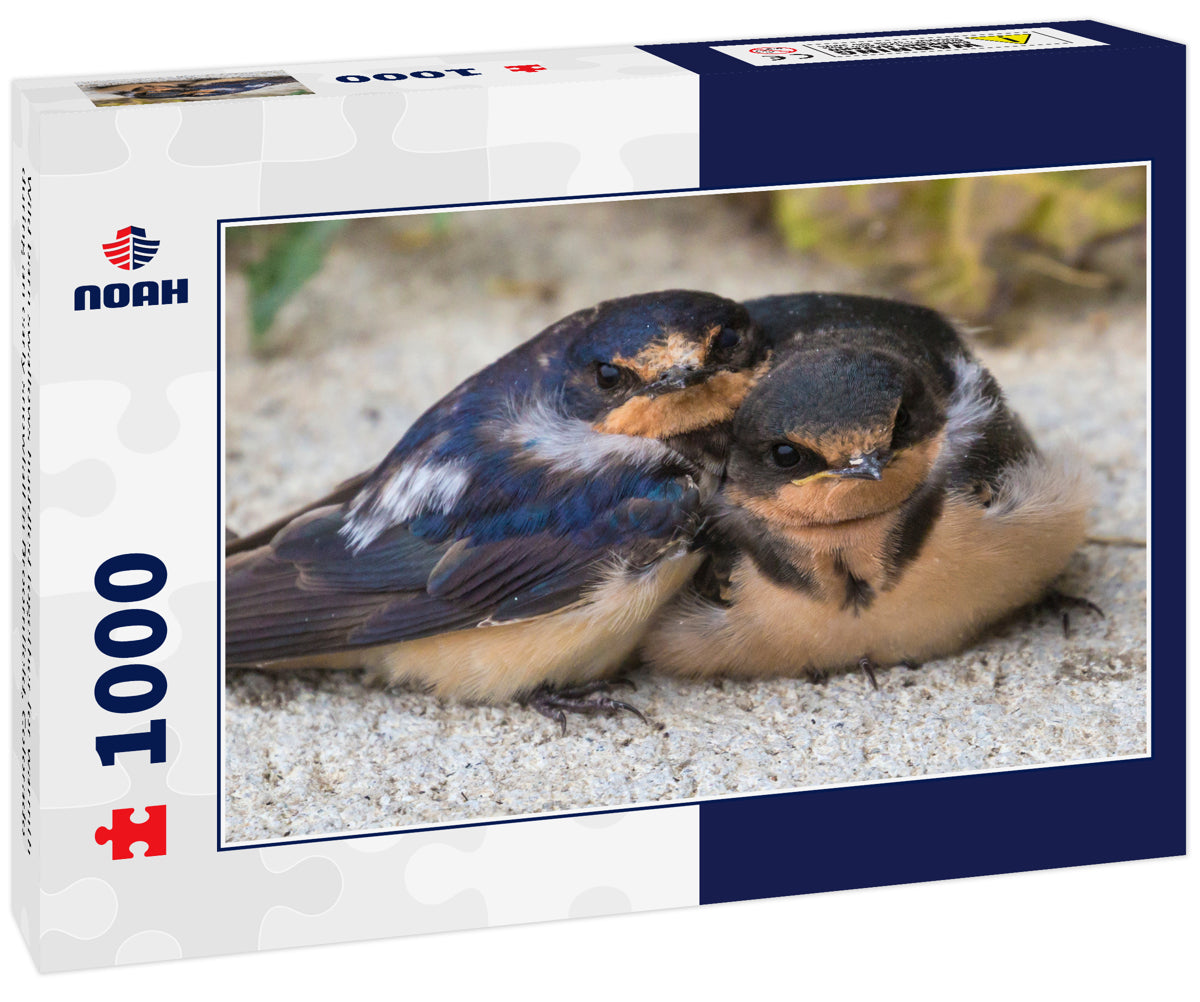 Wild barn swallows huddled together for warmth during an early snowfall in Broomfield, Colorado