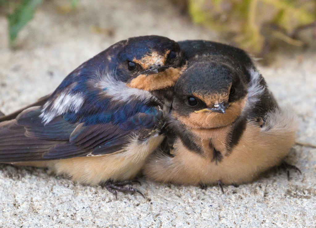 Wild barn swallows huddled together for warmth during an early snowfall in Broomfield, Colorado