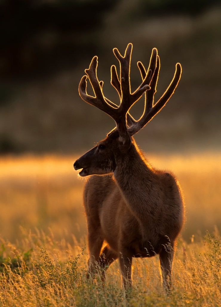 USA, Colorado, Jefferson County. Backlit mule deer buck with new velvet antlers