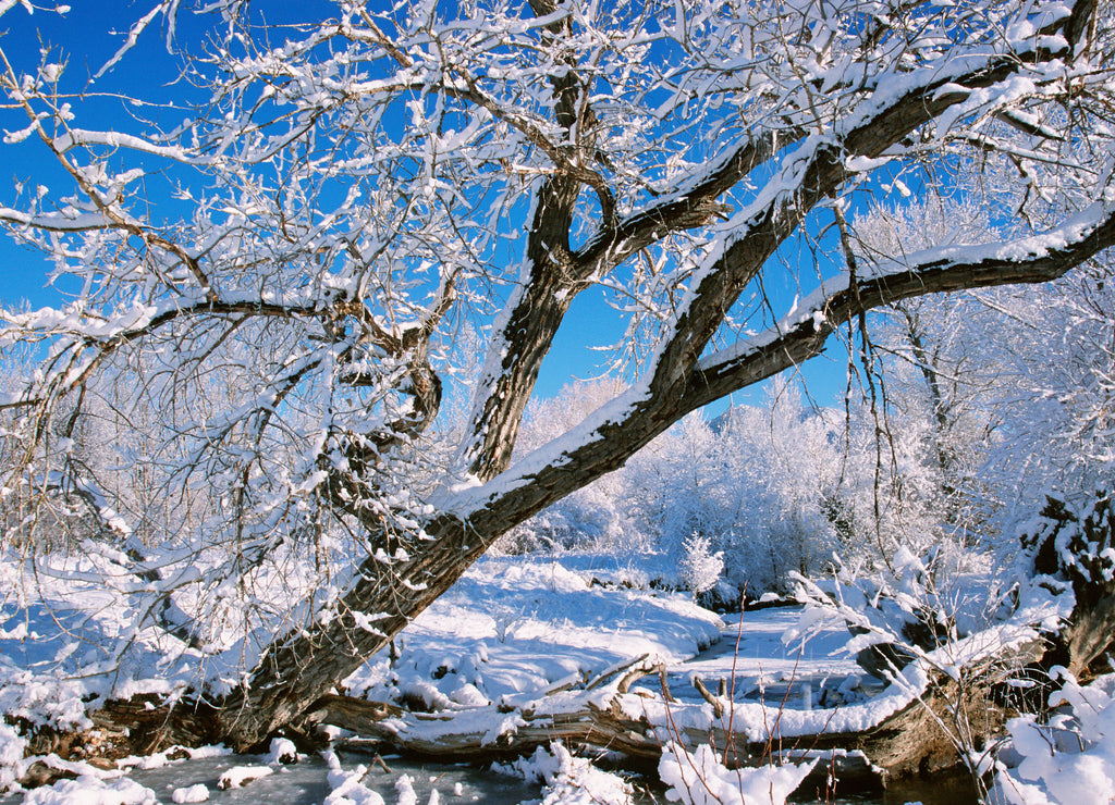 USA, Colorado, Boulder. Winter scenic