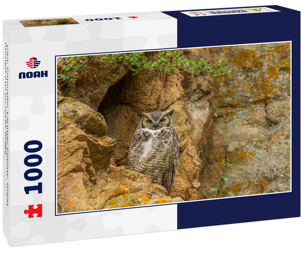 USA, Colorado, Larimer County. Great horned owl on rocky ledge