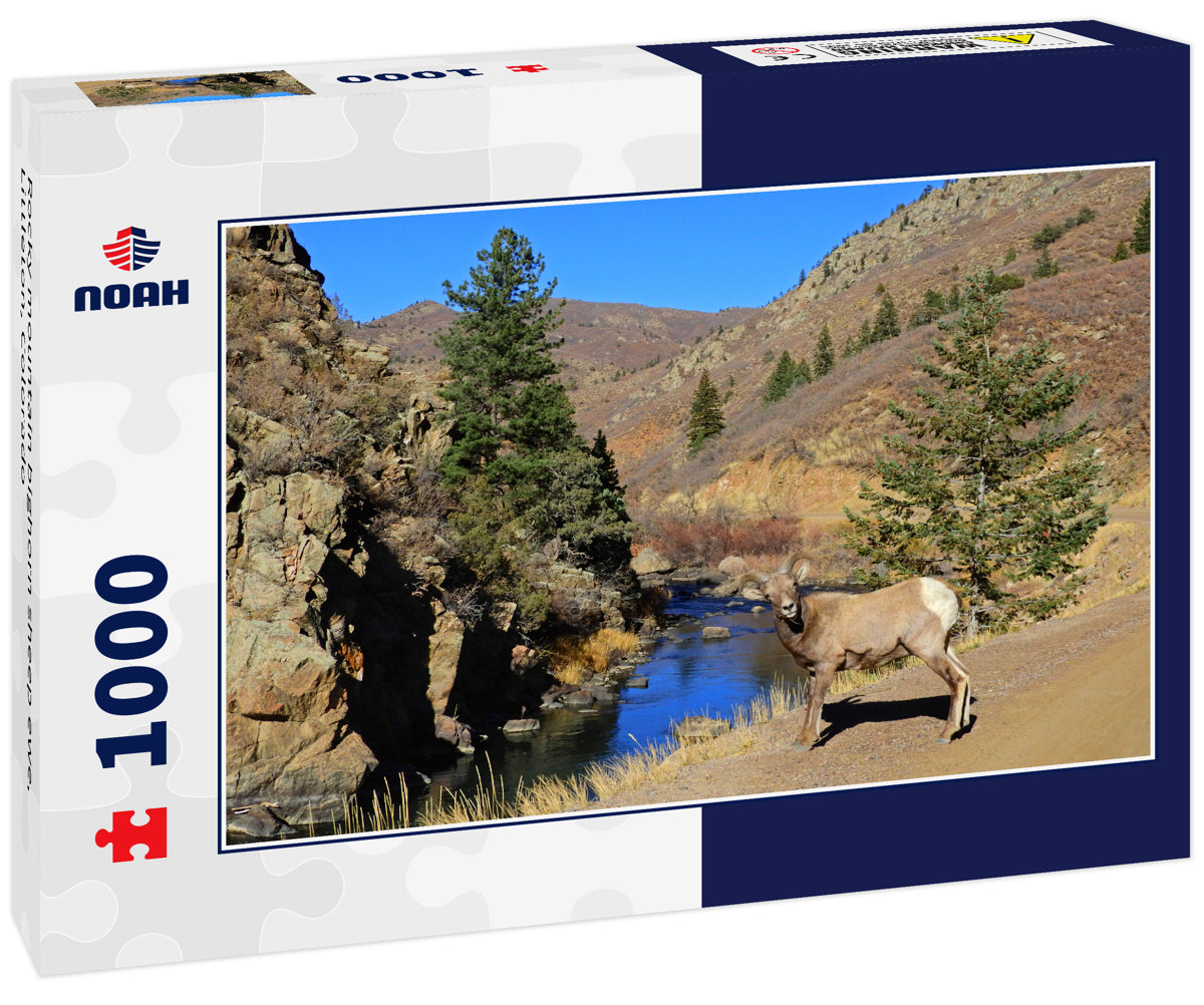 Rocky mountain bighorn sheep ewe, Littleton, Colorado