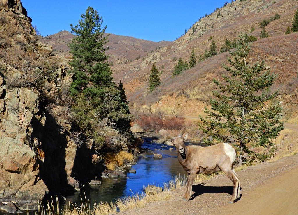 Rocky mountain bighorn sheep ewe, Littleton, Colorado