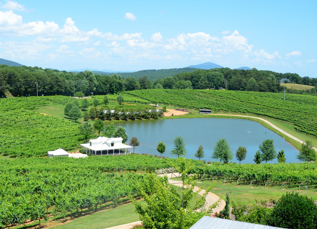 Vineyards of North Georgia, USA