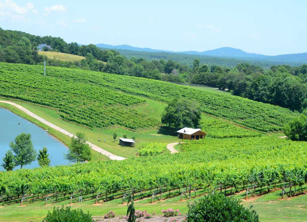 Vineyard North Georgia, USA