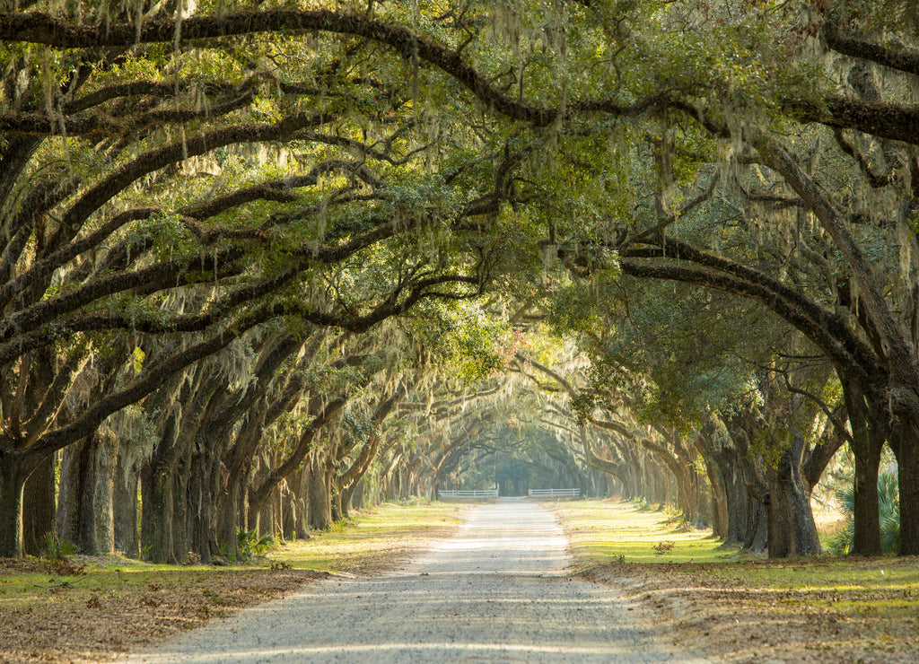 Oak tree lined road in Savannah, Georgia