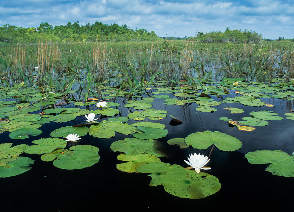 Fragrant water lilies (Nymphaea odorata) in Okefenokee Swamp National Wildlife Refuge in southeast Georgia