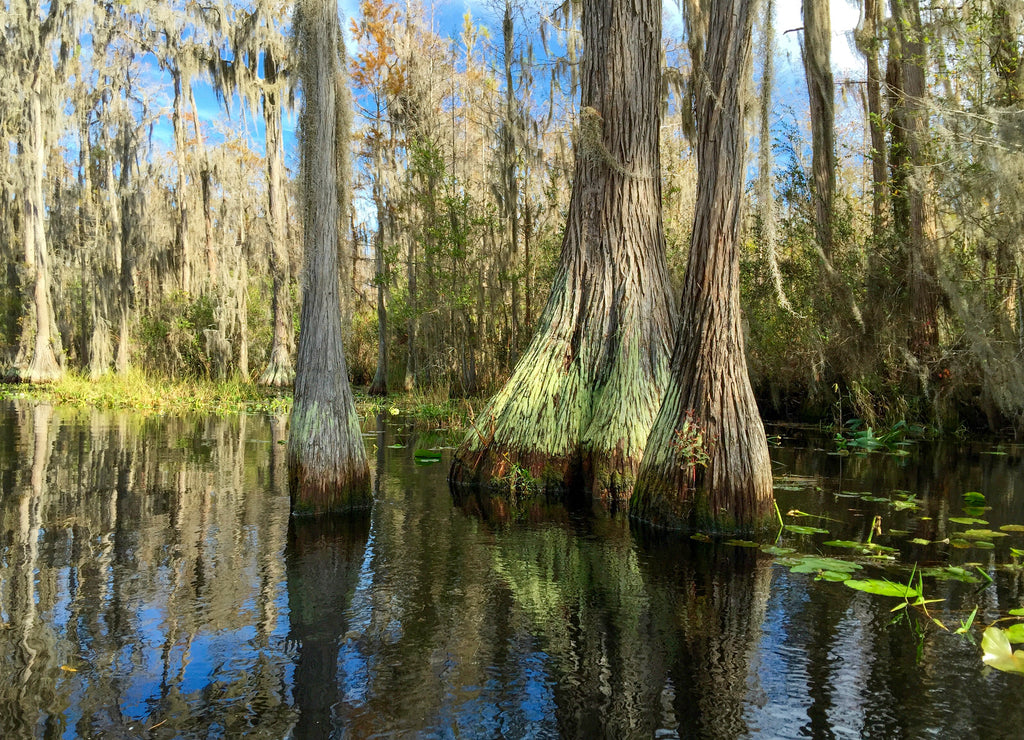 Old growth bald cypress trees, Okefenokee National Wildlife Refuge, Georgia USA