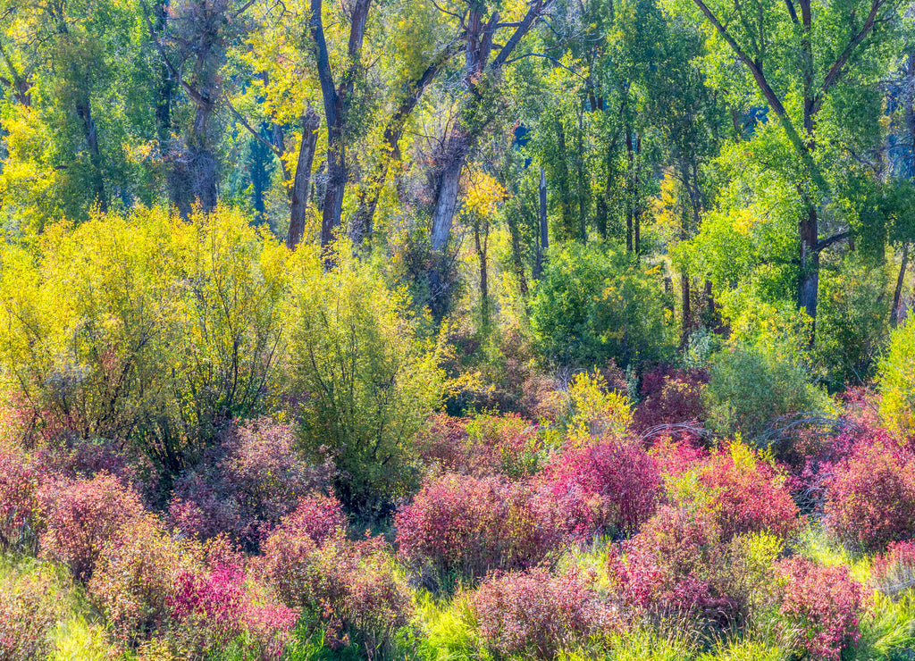 USA, Idaho, Swan Valley along the snake river dogwood and cottonwoods in fall colors