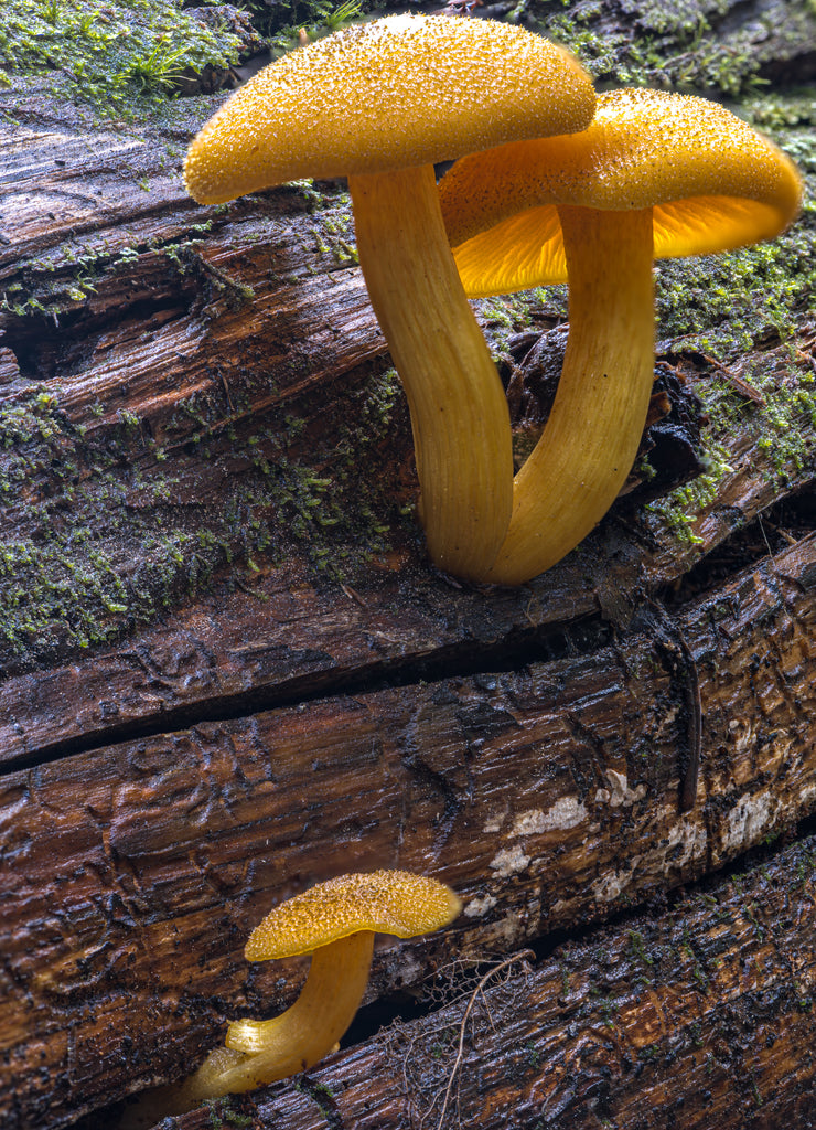Mushrooms growing on a Dead Tree in Northern Idaho