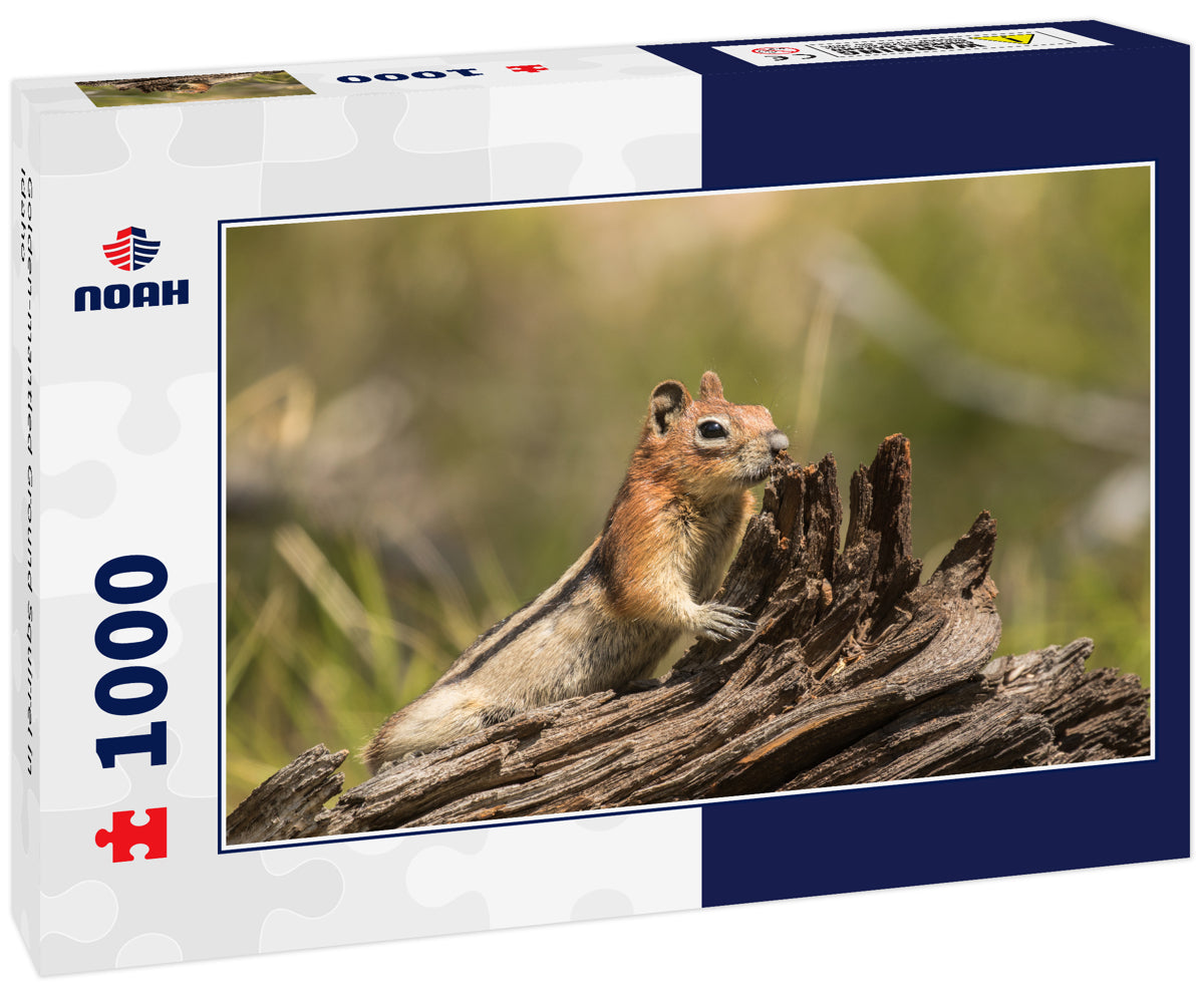 Golden-mantled Ground Squirrel in Idaho