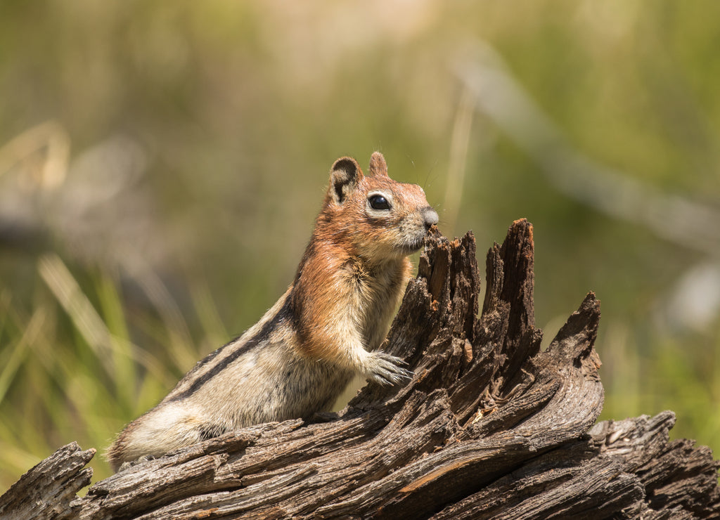 Golden-mantled Ground Squirrel in Idaho