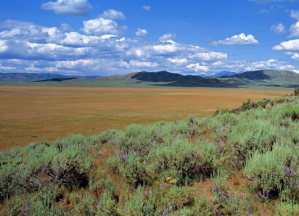 USA, Idaho, Camas Co. Sagebrush and lupine line the edge of a dry prairie in Camas County, Idaho