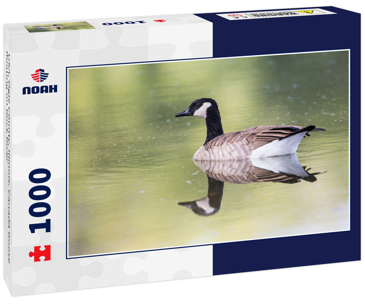 USA, Ogle County, Illinois, Canada Goose floating on Rock River