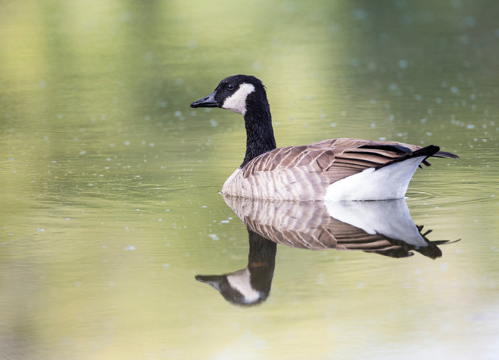 USA, Ogle County, Illinois, Canada Goose floating on Rock River
